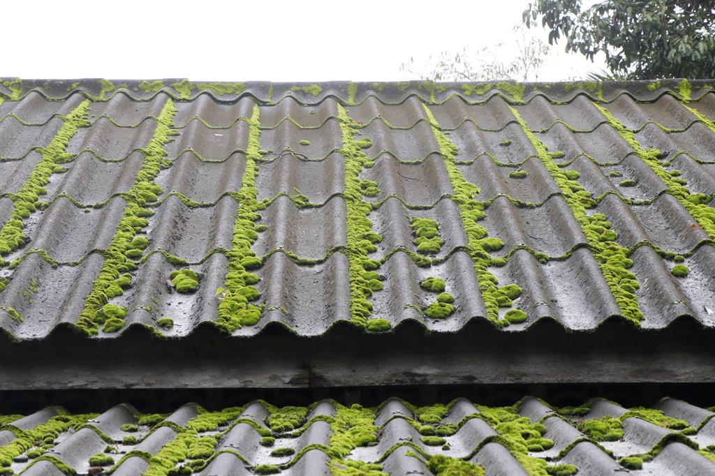 Best Time of Year to Remove Moss From Your Roof